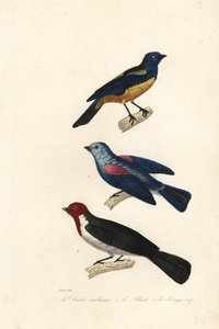 Turkis tanager, blå-grå tanager og rødhåret kardinal.