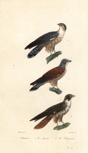 Western plantain-æder, sakerfalk og vandregrine.