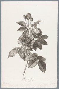 franske roos Rose de Provins / Rosa Gallica L. (titel på objekt) Blomster hentet fra naturen (...) (serietitel)