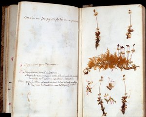 Sider af herbariet af Jean Jacques Rousseau (1712-1778), forfatter og filosof fra Lumieres, blade og blomster med manuskriptanmærkninger