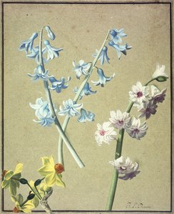 En blå og en lavendelhyacint og en gul narcis, ca. 1805