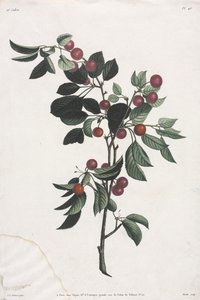 Blomster- og frugtsamling: Tidlige kirsebærgrene