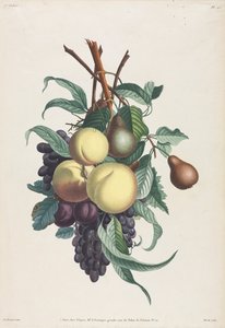 Indsamling af blomster og frugter: Grene af rousselet, fersken, blomme og drue