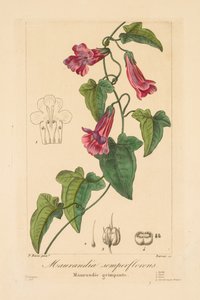Flora for gartnere, hobbyister og producenter: Maurandia semperflorens af Jean Pierre Frederic Barrois