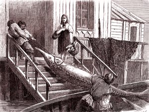 Fiskeri efter støren ved Volga-floden, Rusland. 1867 (gravering)