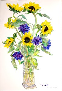 Solsikker Asters