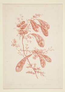 Uden titel (Ideelle blomster), fra et sæt på seks af Jeanne Deny