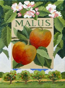 Malus (æble), 2014 (akryl på lærred)
