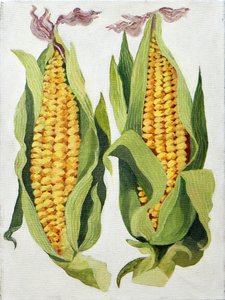 Sweetcorn, 2013 (akryl på lærred) af Jennifer Abbott