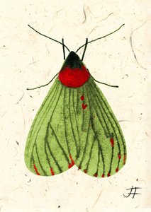 FlyMoth, 2024 (akvarel på papir)