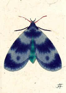 Indigo Moth, 2024 (akvarel på papir) af Jenny Frean
