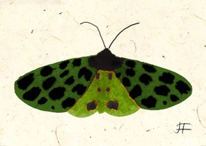 Tiger Moth, 2024 (akvarel på papir) af Jenny Frean