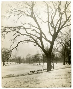 Boston Common & frødam, ved træ, Boston, USA, ca. 1902-10 (foto af gelatinesølv) af Jessie Tarbox Beals