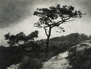 Berømte Torrey Pines af Jessie Tarbox Beals