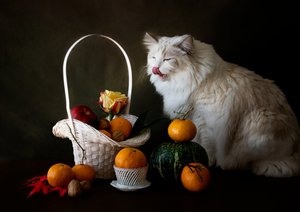 Stilleben med efterårsfrugt og en kat af Jie Fischer