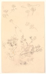 Blomsterstudier af Joakim Frederik Skovgaard