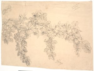 Studie af bøgegren af Joakim Frederik Skovgaard