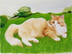 Ingefær kat i marken