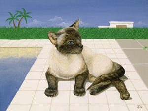 Siameser kat ved en swimmingpool