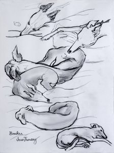Bracken, the whippet, 2000, (blyant) af Joan Thewsey