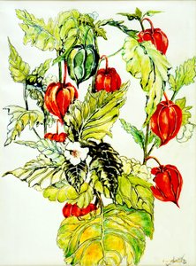 Chinese Lantern Spray, 2005, (vandfarve) af Joan Thewsey