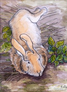 Holly, the Giant Continental Rabbit, 2002, (blyant og akvarel) af Joan Thewsey
