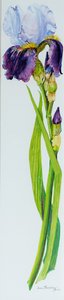 Iris med tre knopper, 2010,akvarel af Joan Thewsey