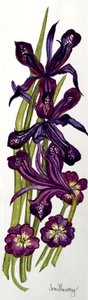 Iris og primula (akvarel) af Joan Thewsey