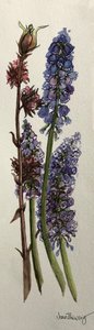 Muscari og Viburnum bodnantense (akvarel) af Joan Thewsey