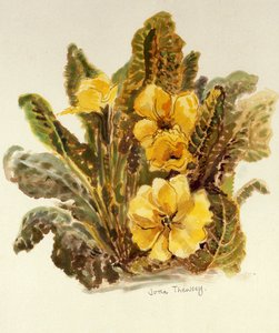 Primrose,2010,akvarel på håndlavet papir, af Joan Thewsey