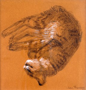 Sleeping Tabby Cat, 2005, (grafit og hvid pastel) af Joan Thewsey