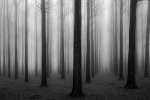 Den mystiske tågede skov af Jochen Bongaerts