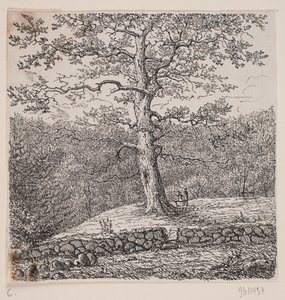 Niels Ebbesens eg ved Nørreris af Johan Aagaard