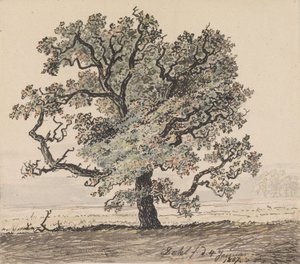 Fyrretræ på en slette af Johan Christian Dahl