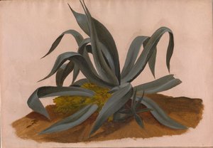 Studie af en agave af Johan Christian Dahl