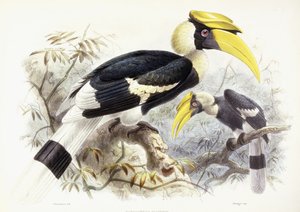Dichocerus Bicornis, 1876-1882dani
