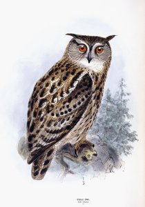 Ørneugle