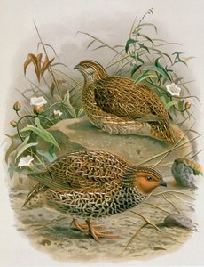 New Zealandsk vagtel, illustration fra "A History of the Birds of New Zealand" af W.L. Buller, 1887-88 (chromolitho)