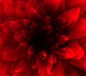 Blomsterrød nuance, 2016 (digitalt kunsttryk) af Johan Lilja