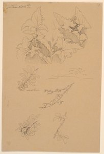 Blad- og blomsterstudier af Johan Thomas Lundbye