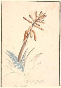 Blomstrende aloe af Johan Thomas Lundbye