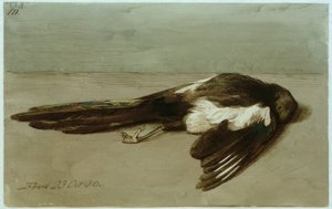 En død magpie