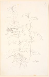 Plantestudier, bl.a. af snerle af Johan Thomas Lundbye