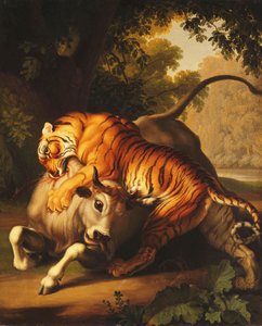 En tiger angriber en tyr, 1785