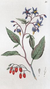 Bittersød Solanum dulcamara, 1804-1811 af Johan Wilhelm Palmstruch