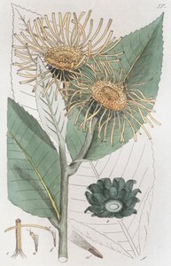Elecampane Inula helenium, 1804-1811 af Johan Wilhelm Palmstruch