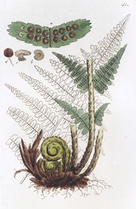 Hanbregne Dryopteris filix-mas, 1804-1811 af Johan Wilhelm Palmstruch