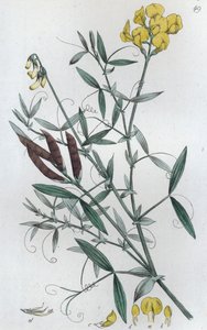 Engvikling Lathyrus pratensis, 1804-1811 af Johan Wilhelm Palmstruch