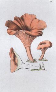 Merulius cantharellus, 1804-1811 af Johan Wilhelm Palmstruch