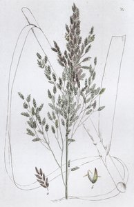 Sødt rørgræs Poa aquatica, 1804-1811 af Johan Wilhelm Palmstruch